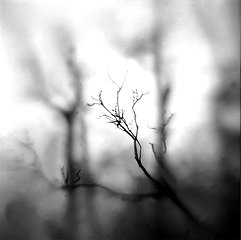 Jennifer Drucker
