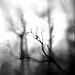 Jennifer Drucker