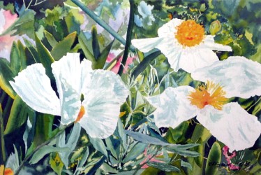 Manzanita Daisies